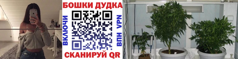 Каннабис план Прохладный